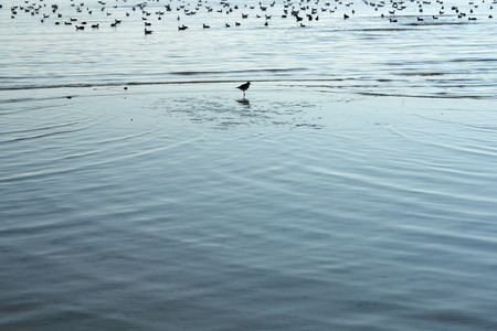Seagulls and the sea, single bird in the front. Black silhouettes and bright blue sea. A lot of free space.の写真素材