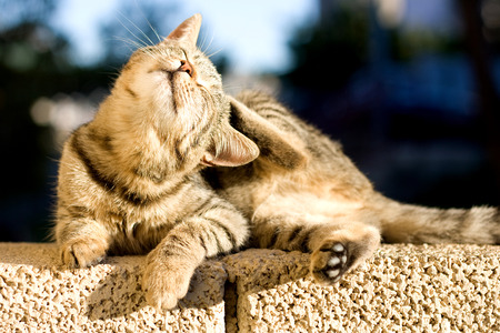 Brown tabby kitten lying on the wall and scratching its head.の写真素材
