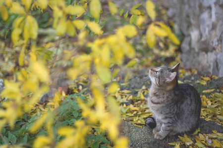 Cat looking up and tree with yellow leaves.の写真素材