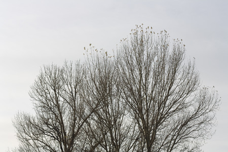 Two bare deciduous trees in winter.の写真素材
