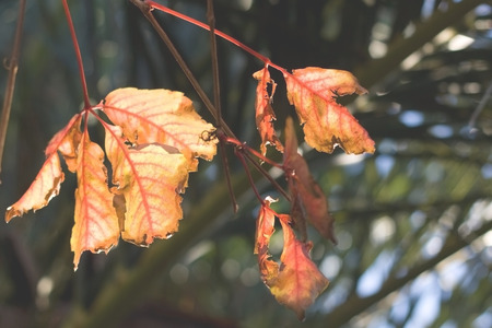 Last lonely orange autumn leaves.の写真素材