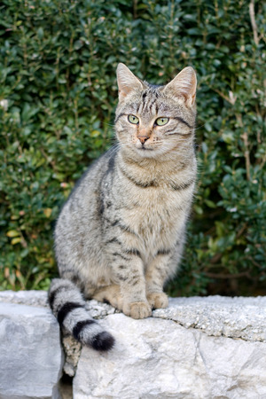 Young tabby cat sitting on the wall outside.の写真素材