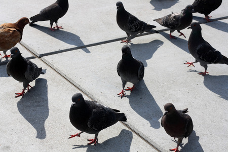 Group of pigeons walking on the street.の写真素材