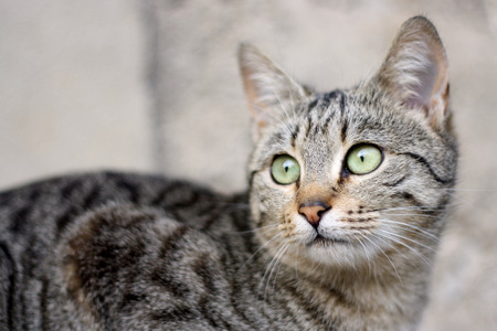 Tabby domestic kitten with big green eyes. Selective focus.の写真素材