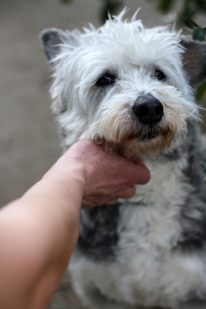 Human hand cuddling a fluffy dog. Selective focus.の写真素材