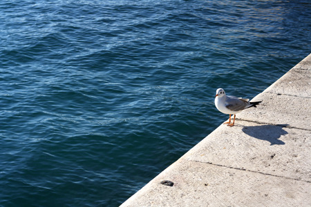 One seagull on the shore, near the sea.の写真素材