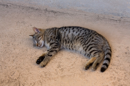 Brown tabby cat sleeping in the yard. Selective focus.の写真素材
