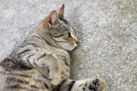 Brown tabby cat lying. Selective focus.の写真素材