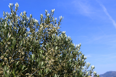 Olive tree in spring. Clear blue sky in the background.の写真素材