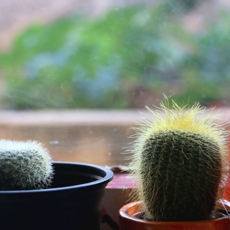 Two small cacti in the pots, on the window. Selective focus.の写真素材