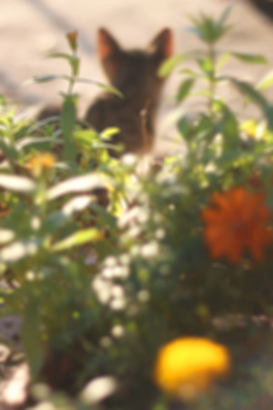 Tabby cat hiding behind the flowers bokehの写真素材