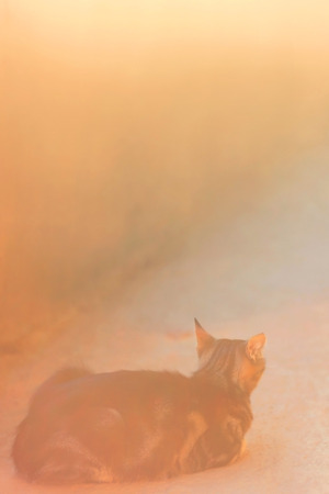 Cat lying outdoors, illuminated by beautiful natural light.の写真素材
