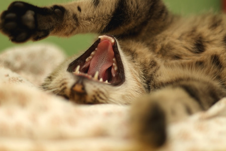 Brown tabby cat lying in human bed, yawning. Selective focus.の写真素材