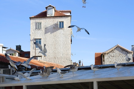 Seagulls on the roof of fish market in Split, Croatia.の写真素材
