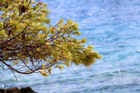 Stone Pine Pinus pinea branches above the beautiful turquoise sea. In Hvar, Hvar island, Croatia. Selective focus.の写真素材