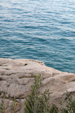 Olive branch, rock and beautiful blue sea in the background. Vertical, selective focus.