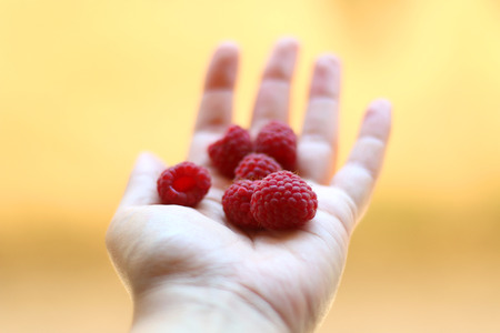 Hand holding raspberries. Bright yellow background, selective focus.