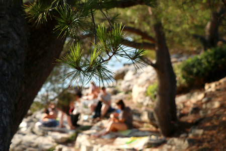 Pine tree on the beach. Unrecognizable defocused people in the background. Selective focus.の写真素材