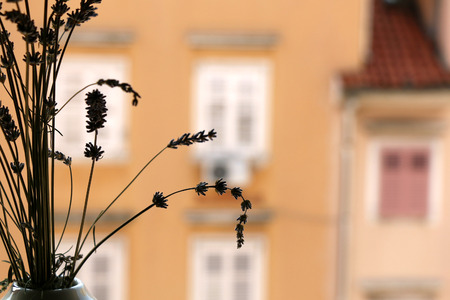 Lavender in a vase on a window. Back lit silhouette, selective focus. Defocused colorful buildings in the background.の写真素材