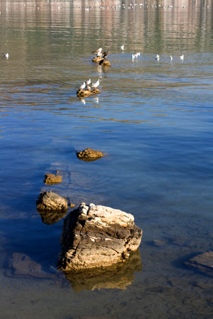 Rocks in the shallow sea, seagulls in the background. Selective focus.のeditorial素材