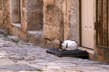 Cat sleeping on a picturesque cobblestone street. In Trogir, Croatia. Selective focus.の写真素材