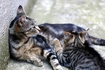 Tabby cat nursing her baby. Selective focus.の写真素材