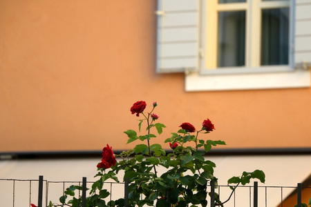 Red roses growing in a garden of an old Mediterranean house in Split, Croatia. Orange facade and window with white wooden shutters in the background. Selective focus.の写真素材