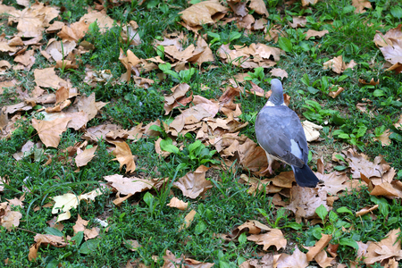 Pigeon walking on the grass among fallen leaves.の写真素材