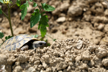 Small tortoise (Cryptodira) walking in a garden. Selective focus.の写真素材