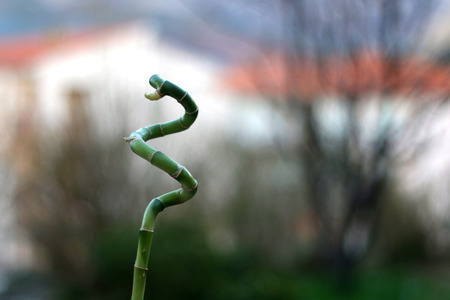 Lucky Bamboo plant in front of a window. Selective focus.の写真素材