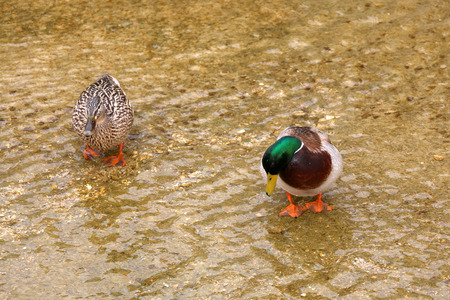 Two mallard ducks in a shallow water. Selective focus.の写真素材