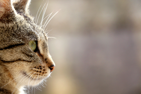 Brown tabby cat. Head close-up, selective focus.の写真素材