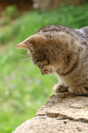 Brown tabby cat in the garden. Selective focus, green bokeh.の写真素材