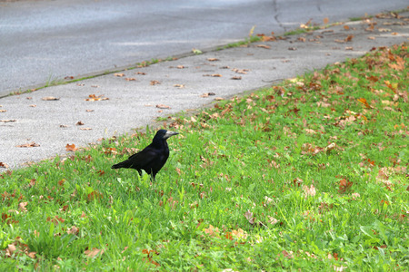 Crow in the grass with fallen leaves. Selective focus.の写真素材