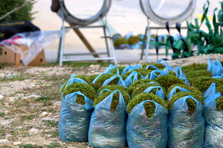 Bags with decorative moss for sale on a Christmas tree lot. Selective focus.の写真素材