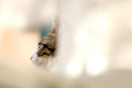 Cute tabby kitten hiding behind the curtains. Selective focus, copy space.の写真素材