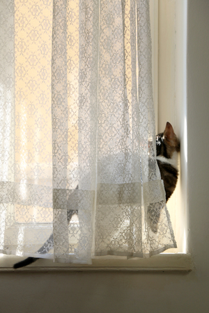 Silly six month old kitten hiding behind a lace curtain. Selective focus.の写真素材