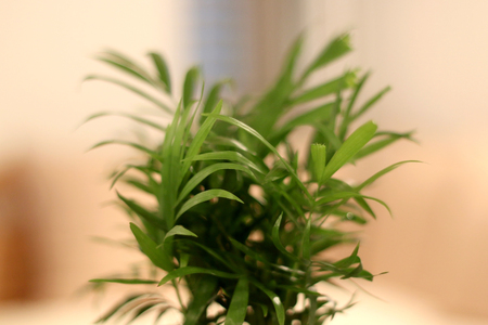 Close-up of Chamaedorea plant indoor. Selective focus.の写真素材