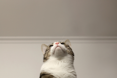 Cute tabby cat looking up. Nose and whiskers detail. Selective focus.の写真素材