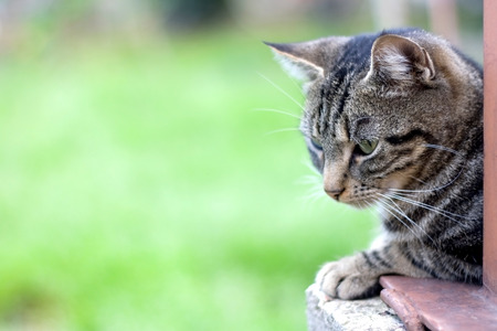 Brown tabby cat lying in the garden with curious look. Selective focus, beautiful green bokeh.の写真素材