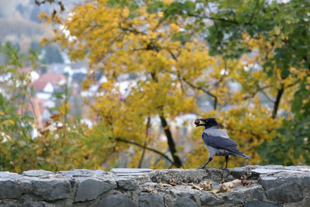 Crow with a nut in a park during autumn. Selective focus.