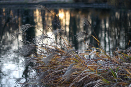 Dry grass by the lake in park Maksimir, in Zagreb, Croatia at sunset. Selective focus.