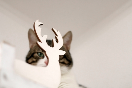 White and brown tabby cat hiding behind Christmas decoration and making funy faces. Selective focus, head close-up.の写真素材