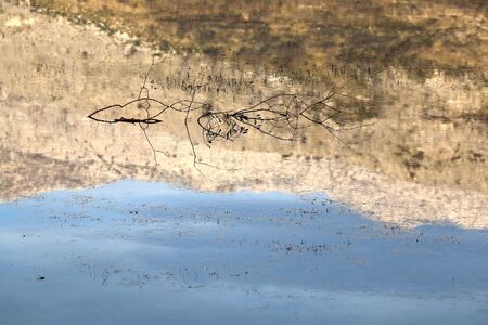 Branch in a shallow water, with mountain reflection. Selective focus.の写真素材