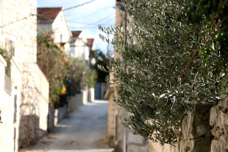 Olive tree in a traditional Mediterranean narrow steet, on Brac island, Croatia. Selective focus.の写真素材