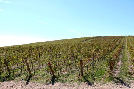 Beautiful vineyard on a hill during sunny day. Selective focus.の写真素材