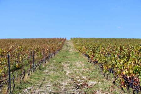 Beautiful vineyard on a hill during sunny day. Selective focus.の写真素材