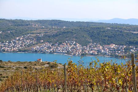 Beautiful vineyard on a hill above Trogir, Croatia during sunny day. View of Ciovo island. Selective focus.の写真素材