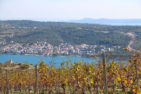 Beautiful vineyard on a hill above Trogir, Croatia during sunny day. View of Ciovo island. Selective focus.の写真素材