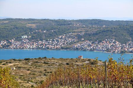 Beautiful vineyard on a hill above Trogir, Croatia during sunny day. View of Ciovo island. Selective focus.の写真素材